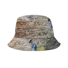 Peacock Bird Animal Peafowl Bucket Hat by Perong