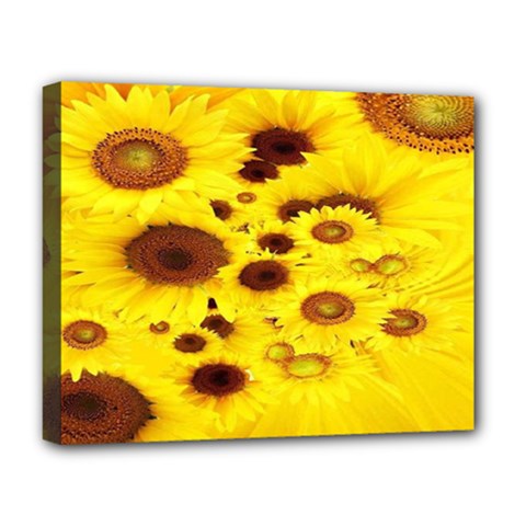 Beautiful Sunflowers Deluxe Canvas 20  X 16  (stretched) by Ket1n9