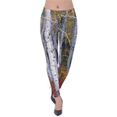 White Birch Trees Autumn Velvet Leggings