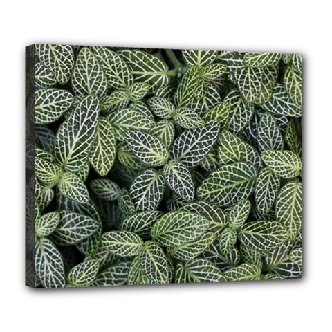 Leaves Foliage Botany Plant Deluxe Canvas 24  X 20  (stretched) by Maspions