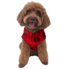 Red Roses , Flowers, Red Roses Dog Sweater