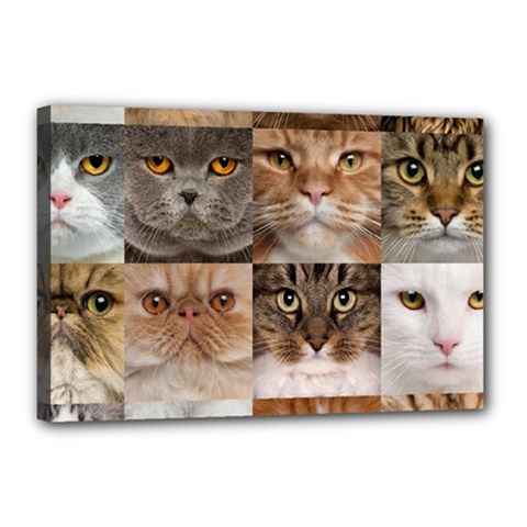 Breeds Of Cats Collage Canvas 18  X 12  (stretched) by kyorashop23