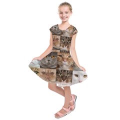 Breeds Of Cats Collage Kids  Short Sleeve Dress by kyorashop23