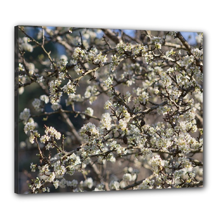 Pear Tree in Full Bloom Canvas 24  x 20  (Stretched)