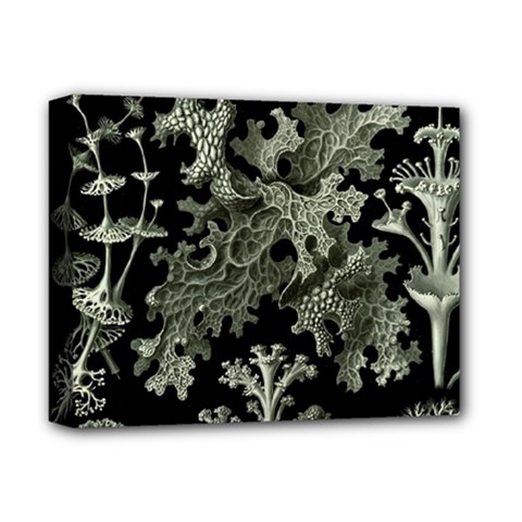 Weave Haeckel Lichenes Photobionten Deluxe Canvas 14  X 11  (stretched)