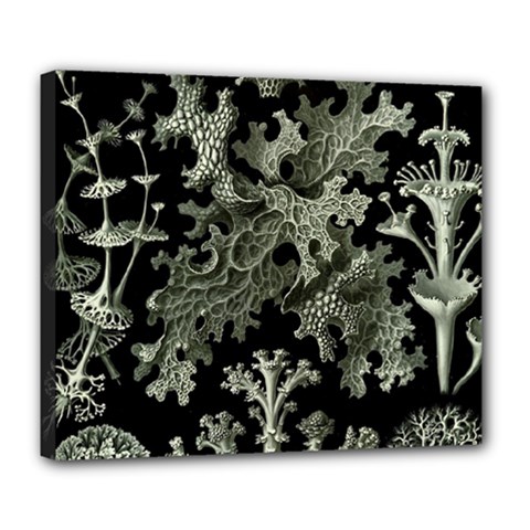 Weave Haeckel Lichenes Photobionten Deluxe Canvas 24  X 20  (stretched)