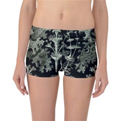 Weave Haeckel Lichenes Photobionten Reversible Boyleg Bikini Bottoms