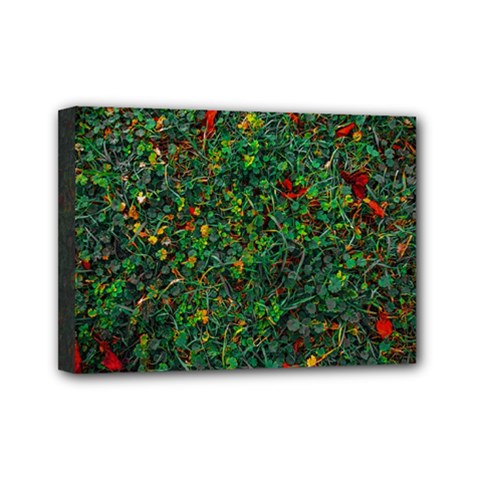 Grass Nature Meadow Mini Canvas 7  X 5  (stretched)