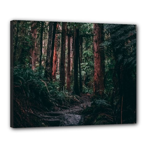 Forest Jungle Trees Tropics Canvas 20  X 16  (stretched)