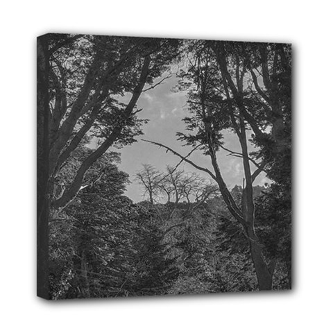 Patagonia Forest, Nahuel Huapi National Park, Rio Negro, Argentina Mini Canvas 8  X 8  (stretched)