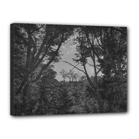 Patagonia Forest, Nahuel Huapi National Park, Rio Negro, Argentina Canvas 16  X 12  (stretched)