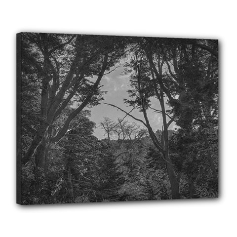 Patagonia Forest, Nahuel Huapi National Park, Rio Negro, Argentina Canvas 20  X 16  (stretched)