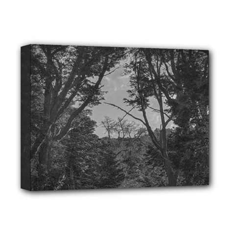 Patagonia Forest, Nahuel Huapi National Park, Rio Negro, Argentina Deluxe Canvas 16  X 12  (stretched) 