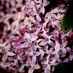 PURPLE LILACS