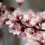 PLUM BLOSSOMS