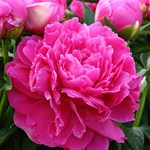 PAEONIA ELEANOR