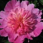 PAEONIA CORAL