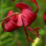 LILIUM RED VELVET