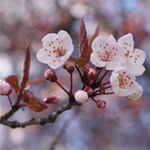 CHERRY BLOSSOMS