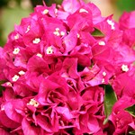 BOUGAINVILLEA