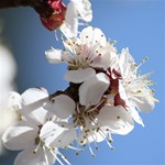 APRICOT BLOSSOMS