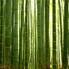 bamboo grove