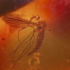 mosquito in amber