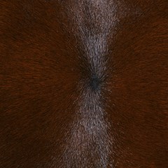 horse fur