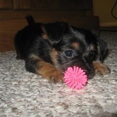 puppy with chew toy