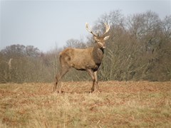 stag p2170838