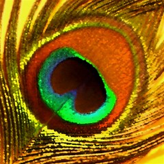 peacock feather eye