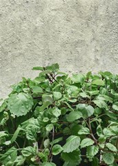 plants against concrete wall background