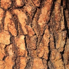 bark texture wood large rough red outside california