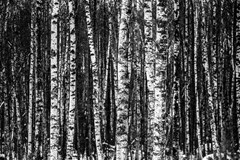 birch forest trees wood natural