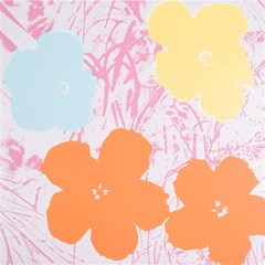 flower sunflower floral pink orange beauty blue yellow