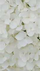 hydrangea flowers blossom white floral elegant bridal chic tot en met 12072016 474 3000 sv