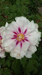 floral white pink green photography pioenroos rose