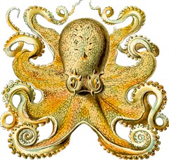 gold octopus