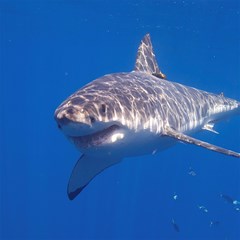 00 great white shark