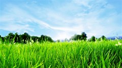 green landscape grass close up blue sky and white clouds