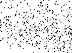 flock birds animals flying