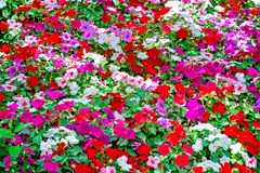 colorful petunia flowers