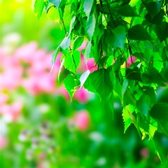 green birch leaves pink flowers