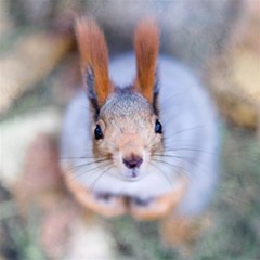 squirrel looks at you