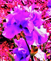 abstract ultra violet purple iris on red and pink