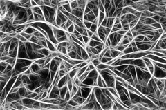 nerves cells dendrites sepia