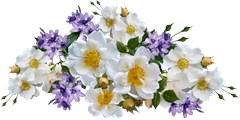 flowers roses white mauve babianas