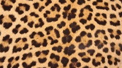 leopard skin 1078848 960 720