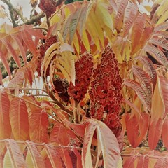 autumn colors leaf leaves brown red