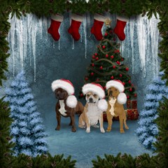 christmas cute dogs with hat